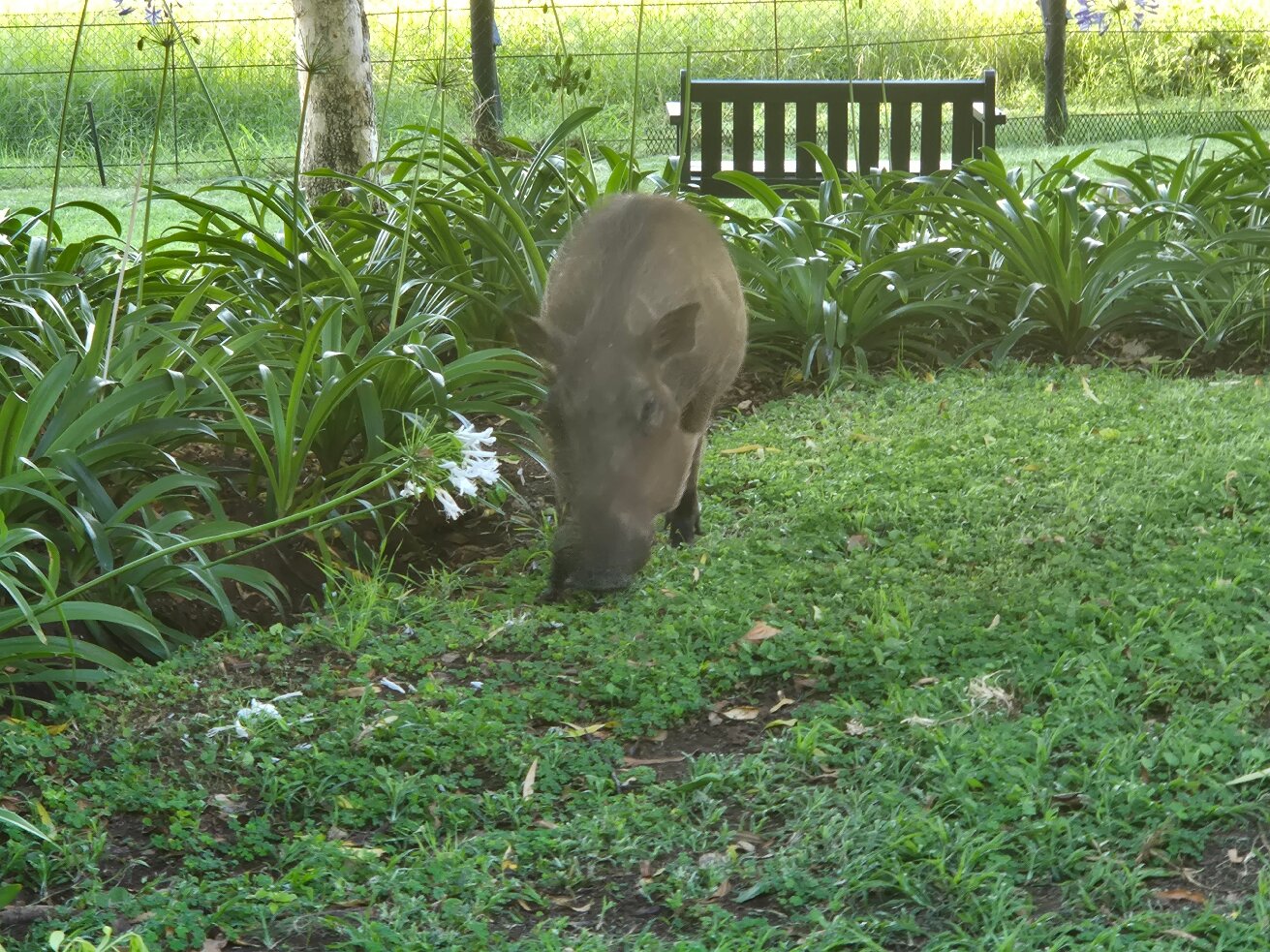 巴库蓬布什旅馆-官方