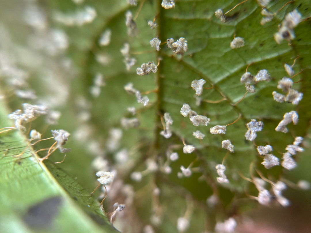 Oropopo Experience-圣何塞必去景点