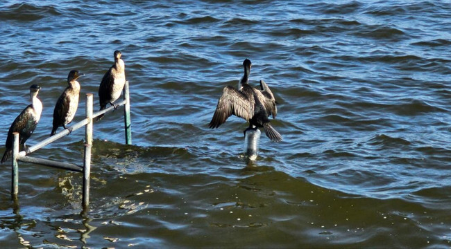 Aman Ethiopia Tours-亚的斯亚贝巴必去景点