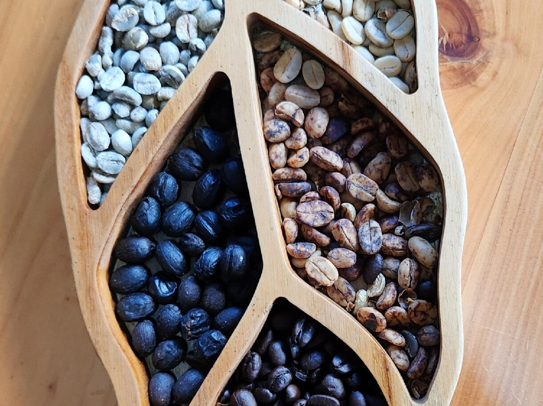 Café Monteverde Coffee Tour-圣埃伦娜必去景点