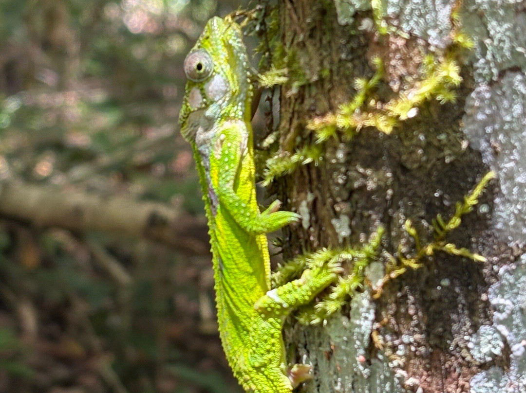 Stormsriver Adventures - Tsitsikamma Woodcutters Journey-暴风河必去景点