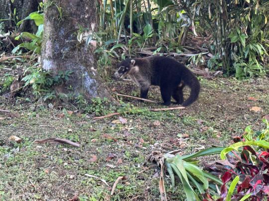 Goolonukos-塔马林多必去景点