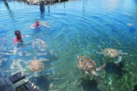 Coconut Tours & Transport Samoa-Vaitele必去景点