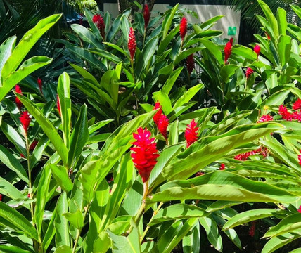 匹西拉高-Girardot必去景点