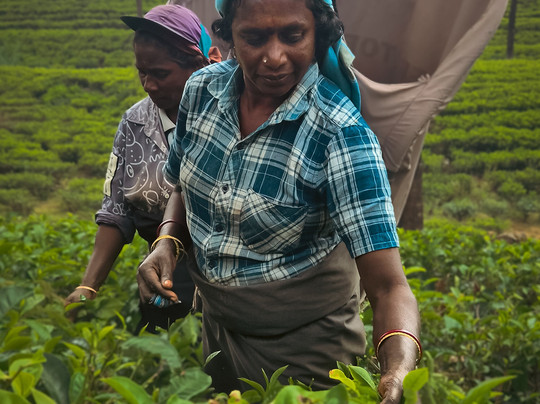 My Driver Sri Lanka-卡图纳耶克必去景点