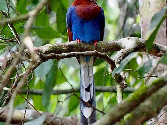 Rosewood Manor主图