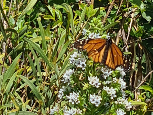 Botanical Park of Maspalomas (El Parque Botanico de Maspalomas)-马斯帕洛马斯必去景点