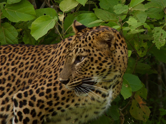 Revro Travels-科伦坡必去景点