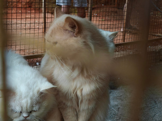Cloud Forest Entertainment Park-Yelagiri必去景点