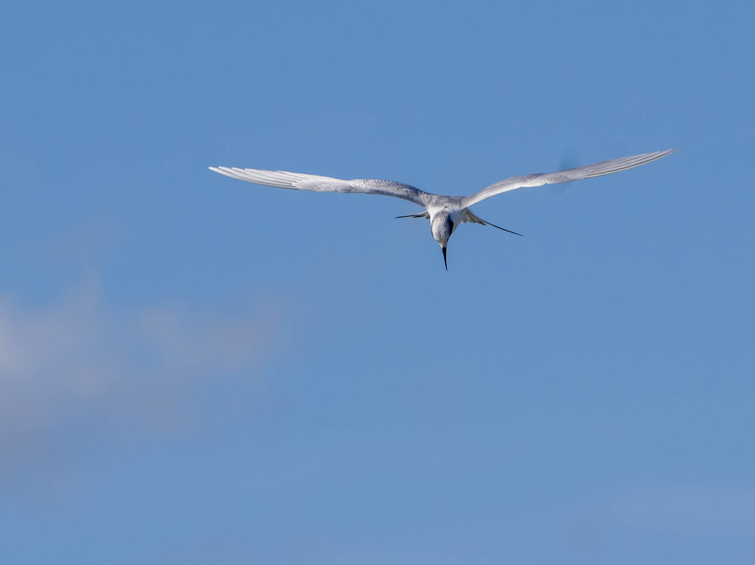 Rockport Birding and Kayak Adventures-罗克波特必去景点