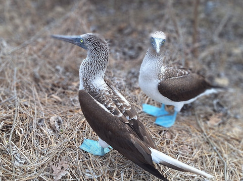Isla de la Plata-Puerto Lopez必去景点