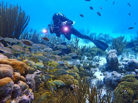 Wannadive Bonaire-Kralendijk必去景点