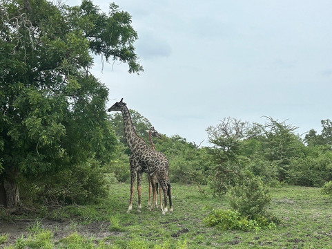 Dallas Africa Safaris-阿鲁沙必去景点