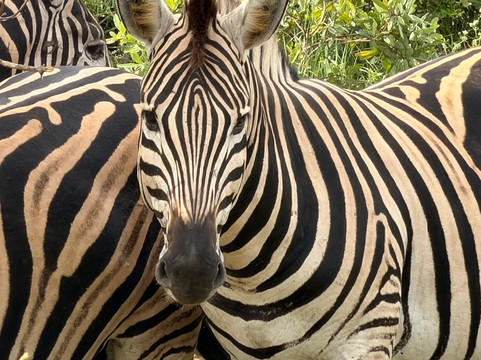 Hylton Langley Safaris-霍德斯普鲁特必去景点