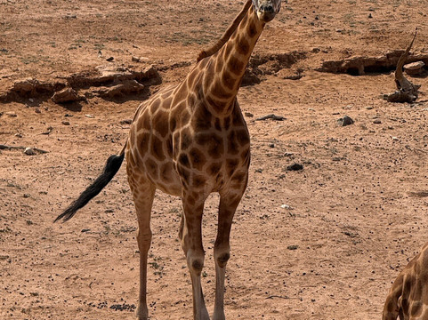 Monarto Safari Park-Monarto必去景点