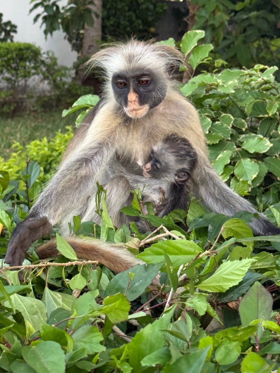 Filao Beach by Sansi-官方