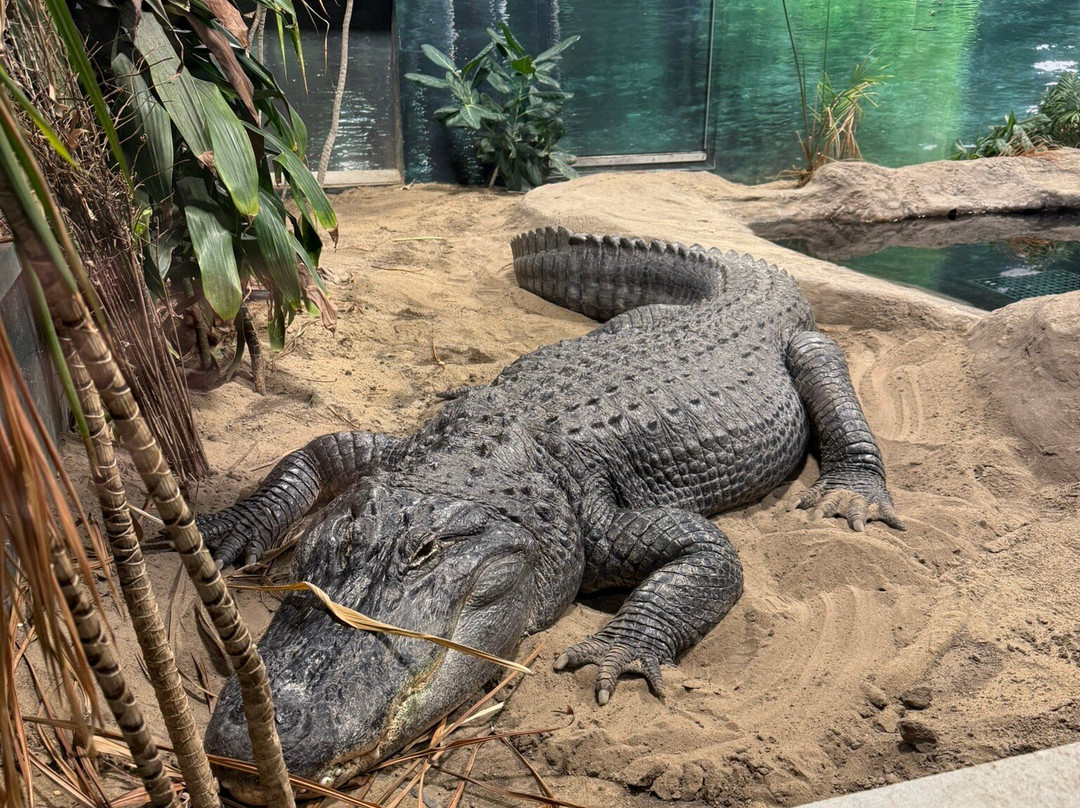Essex County Turtleback Zoo