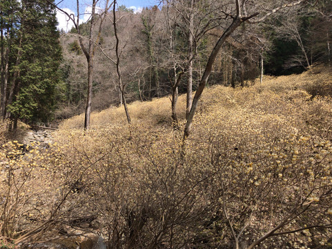 Mushiidani no Mitsumata Colony-安艺高田市必去景点