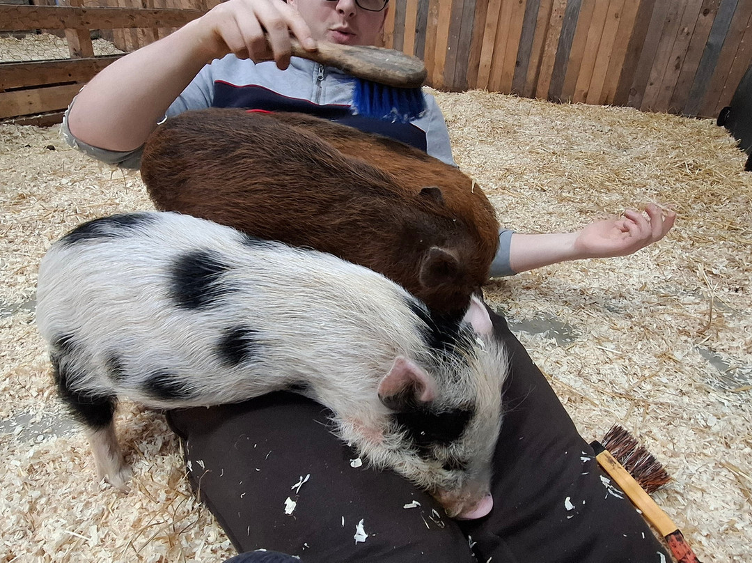 Kew Little Pigs Farm Ltd-Amersham必去景点