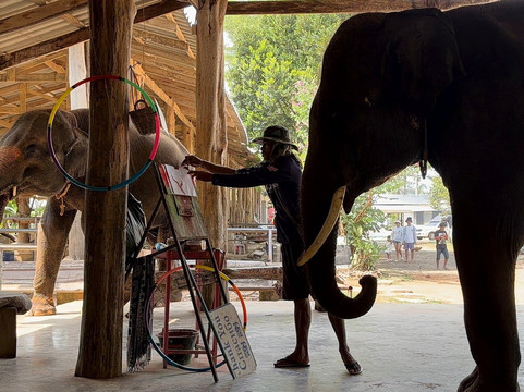 Ban Chang Thai - Elephant Camp-象岛必去景点
