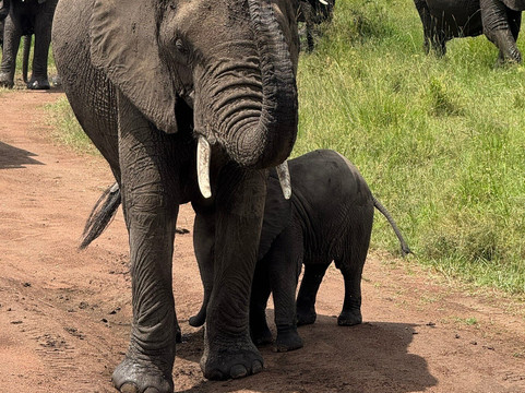 African Scenic Safaris-莫西必去景点