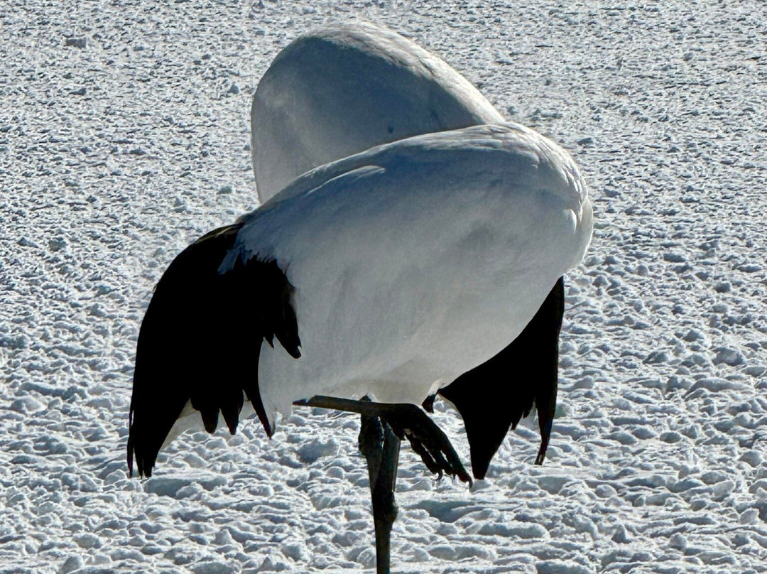 Tsurui Ito Red-crowned Crane Sanctuary-鹤居村必去景点