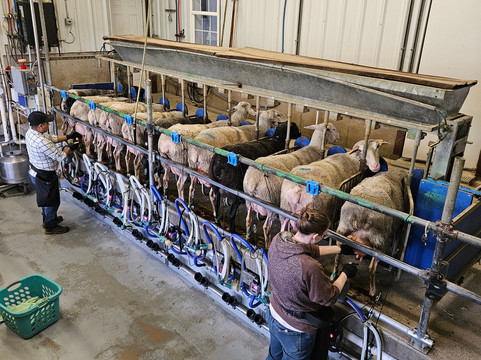 Green Dirt Farm-Weston必去景点