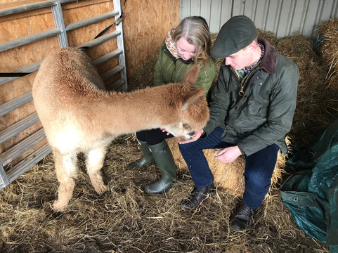 Cary Alpacas-约维尔必去景点