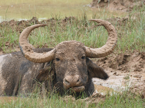 Ceylon Safari Tours-蒂瑟默哈拉默必去景点