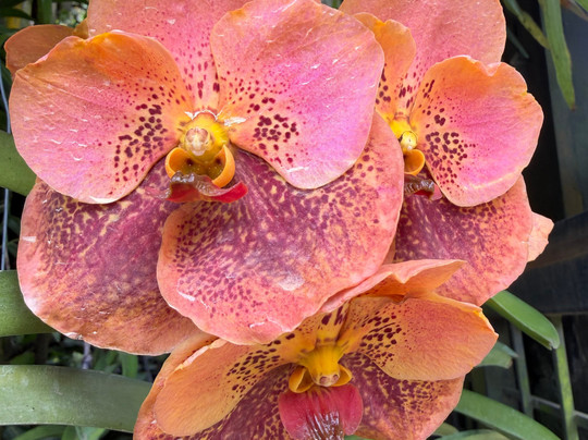 Travo Lanka Tours & Travels-卡图纳耶克必去景点