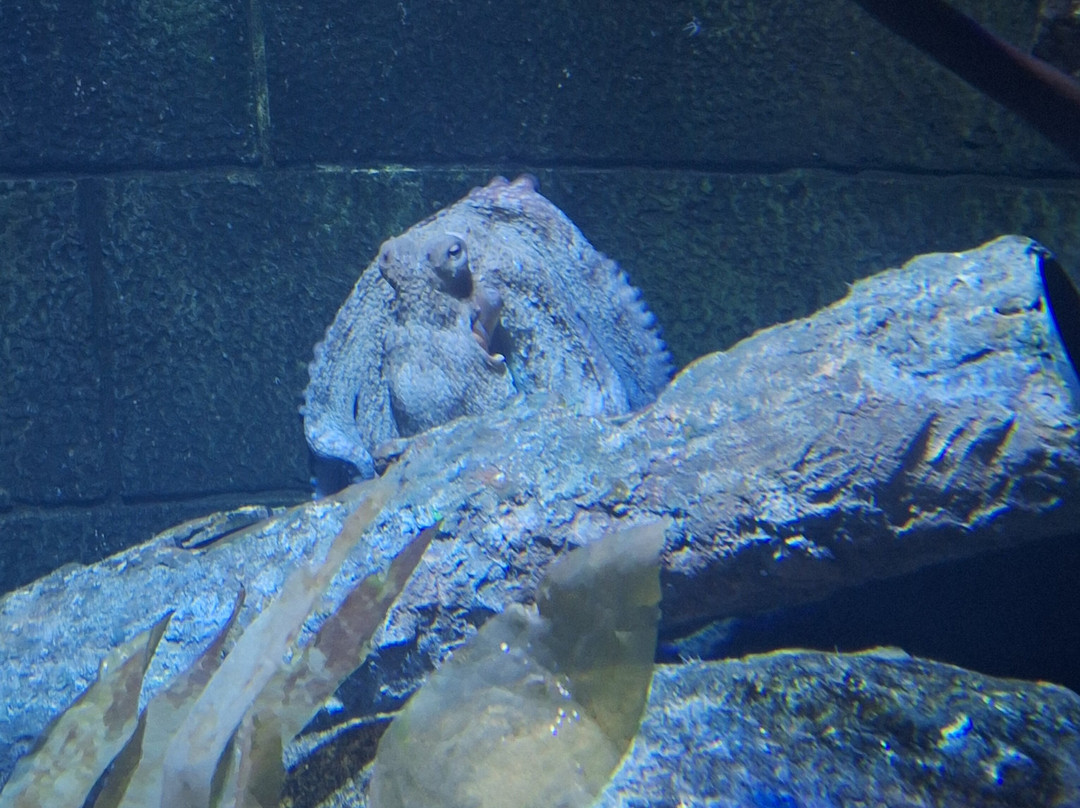 Bristol Aquarium-布里斯托尔必去景点