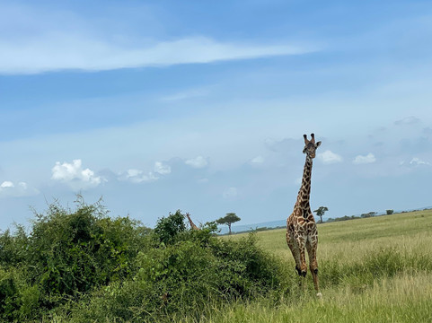 Masumin car hire & safaris-姆万扎必去景点
