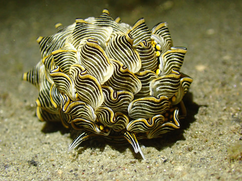 The Three P Beach Resort & Dive Center主图