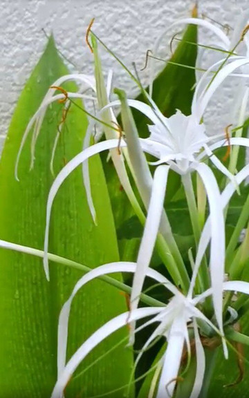 马尔代夫迪弗西天空海滩酒店主图