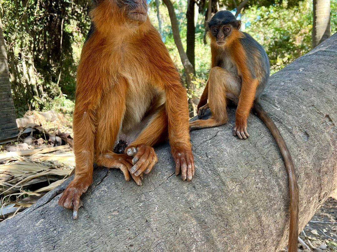 Triptoursenegal-达喀尔必去景点