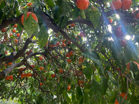 Orto Botanico-巴勒莫必去景点