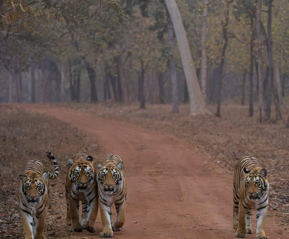 Olsen Photo Tours - Wildlife Experiences-Porto Jofre必去景点