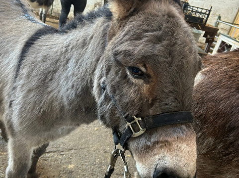 Kinedale Donkeys-Ballynahinch必去景点