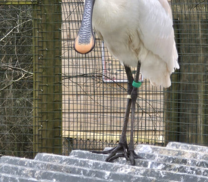 Exmoor Zoo-巴恩斯特珀尔必去景点