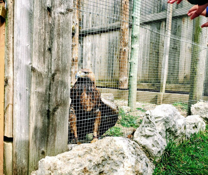 Zoo Del Pirineu-Oden必去景点