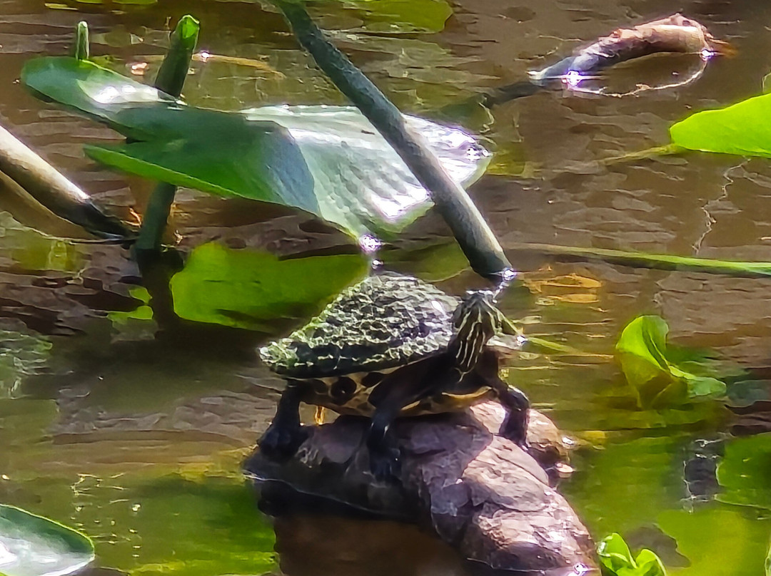 Black Hammock Adventures-Oviedo必去景点