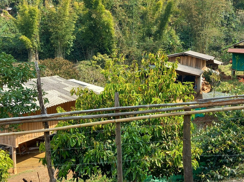 Mike's Authentic Trekking-清迈必去景点