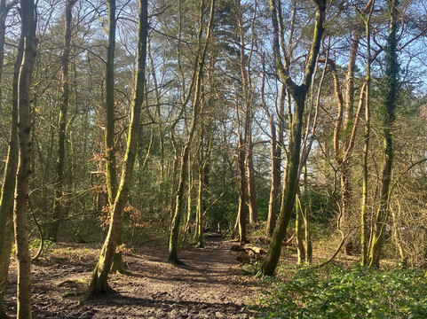 Ashdown Forest-Wych Cross必去景点