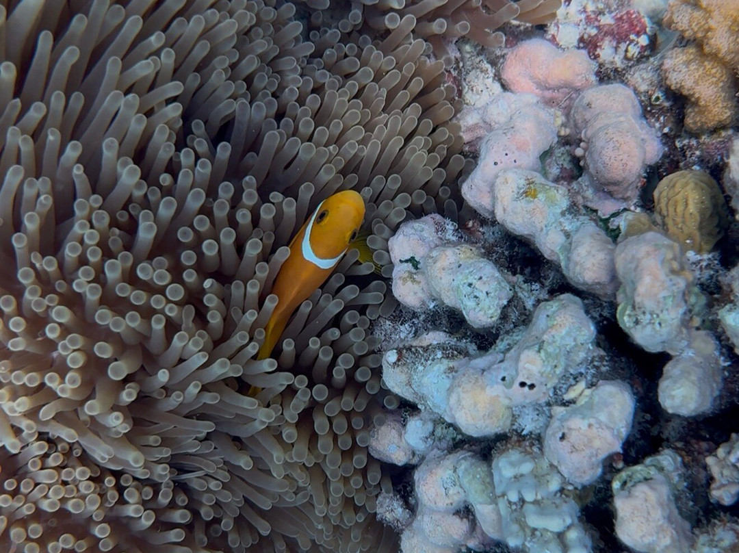 Euro-Divers Meeru-蜜月岛必去景点