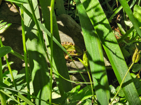 Botanical Garden-萨格勒布必去景点