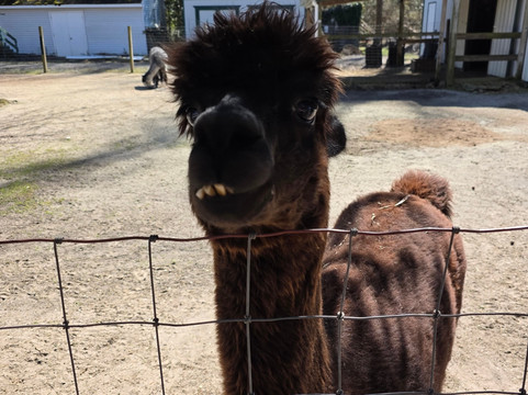 Jersey Shore Alpacas-开普梅必去景点