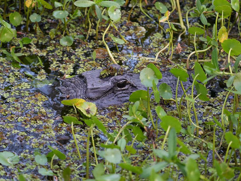 Airboat and Gator Charters-De Leon Springs必去景点