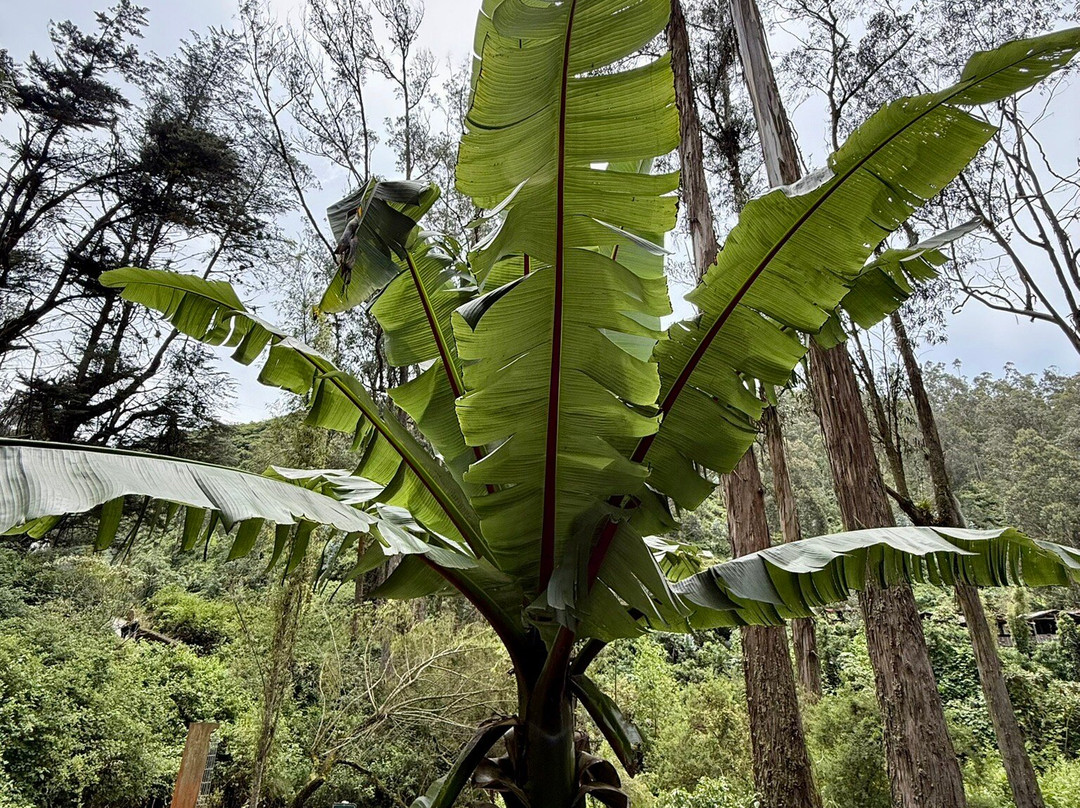 Cascada de  Peguche-Peguche必去景点