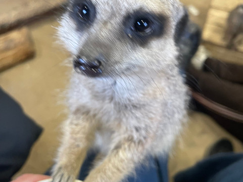 Wigfield Farm-巴恩斯利必去景点