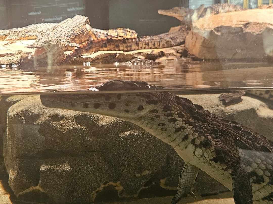 Dubai Crocodile Park-迪拜必去景点